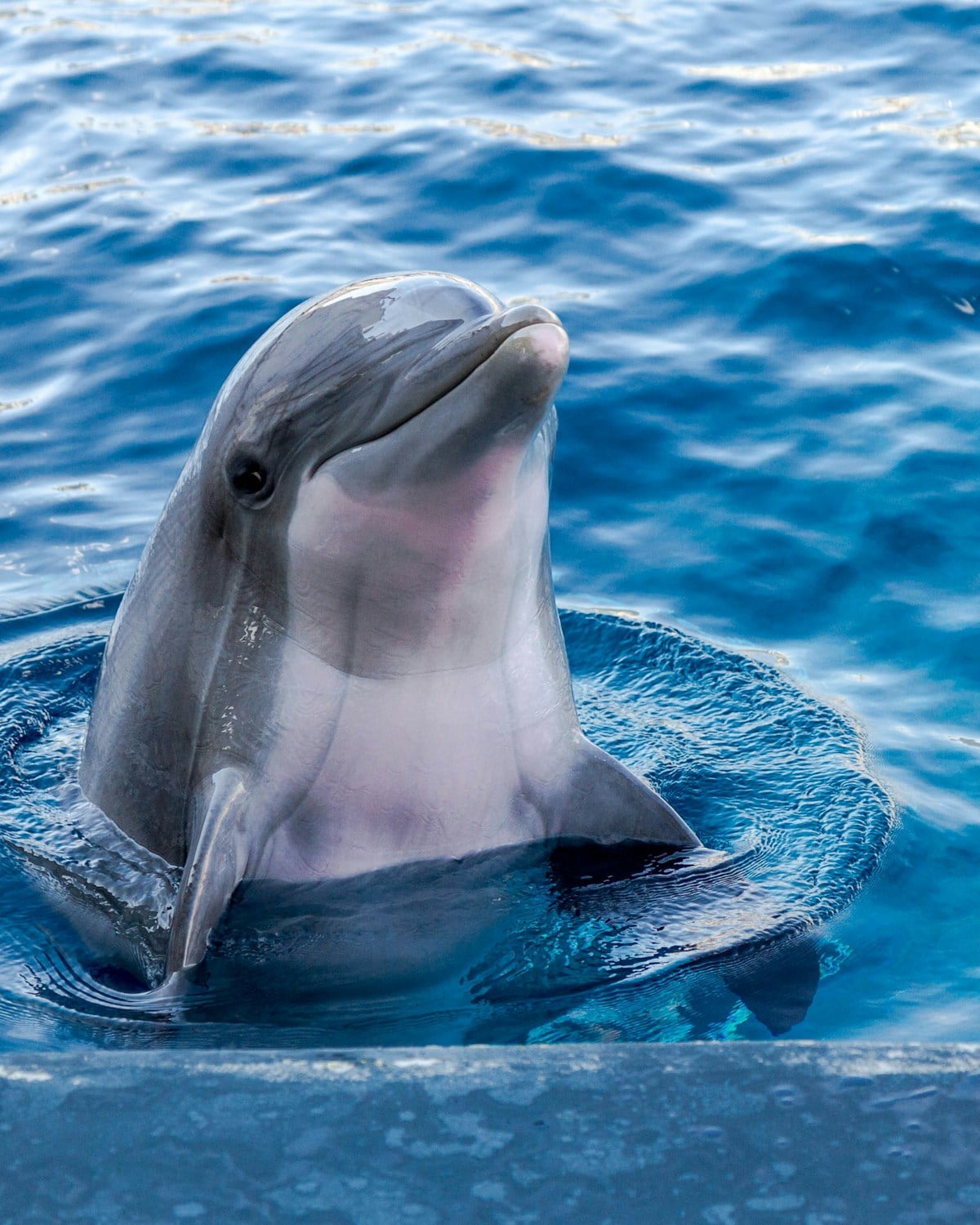 Spectacular marine presentations in Tenerife